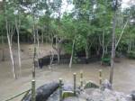 เขตรักษาพันธุ์สัตว์ป่าแม่น้ำภาชี ระดมสร้างสถานที่ปล่อยสัตว์หลังถูกน้ำป่าพัดเสียหาย