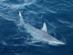 German woman has arm bitten off in Hawaii shark attack