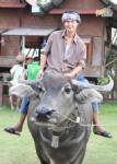“เวฟ” สวมบทหนุ่มชาวนาสัมผัสชีวิตบ้านทุ่ง เลี้ยงวัว...เลี้ยงควาย