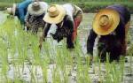 โรคฉี่หนูระบาดอีสาน ตายแล้ว 7 ราย ป่วยเกือบ 900 ราย