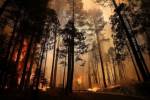 ชี้ไฟป่า “Rim Fire” เกิดจากฝีมือมนุษย์  ล่าสุดคุมเพลิงได้แล้วกว่า 70%