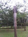 ชาวเลยตื่นต้นหมากยืนต้นตายคล้ายผีเปรต