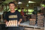 เกษตรกรเลี้ยงไก่ไข่ย้ำราคาไข่พุ่ง เหตุต้นทุนหัวอาหาร-แม่พันธุ์เพิ่ม แนะรัฐเร่งแก้แทนควบคุมราคา