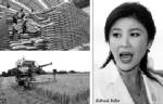 จำนำข้าว ประชานิยม “ขี่หลังเสือ” ต้องเดินหน้าลงนรกสถานเดียว!!