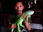อีกแล้ว! อำเภอกะทู้รวบหนุ่มนำอีกัวน่าถ่ายรูปกับนักท่องเที่ยว