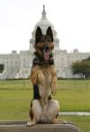 Police dog Echo
