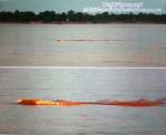 ตัวแทนวัดธาตุพนมแจงทุ่นเรือกลางลำน้ำโขงคนละเรื่องกับปรากฏการณ์พญานาค