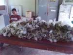 ตร.สตูล รวบเอเยนต์กระท่อมนำเข้าจากประเทศเพื่อนบ้าน