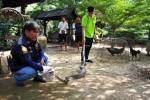 งูเหลือมยาวกว่า 1 เมตร ดอดเขมือบไก่ชนดาบตำรวจ