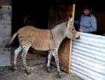 Zonkey