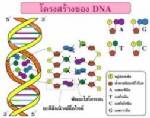 นิติวิทย์ตรวจดีเอ็นเอพิสูจน์สัญชาติ