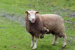 Five-legged sheep