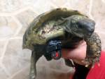 Turtle with Lego limb