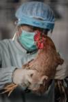 ฮ่องกงผวา! พบผู้ป่วยหวัดนกมรณะ H7N9 รายแรกแล้ว