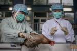 ฮ่องกงคุมเข้มสถานการณ์หวัดนก หวั่นเชื้อไวรัส H7N9 ร้ายกว่าเก่า