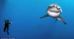 Australian surfer bitten by shark, but not aware