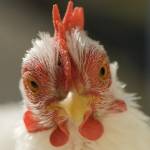 จีนสั่งอพยพไก่นับแสนตัว หลังพบเชื้อหวัดนก เอช5เอ็น2 กลับมาระบาดอีกครั้ง