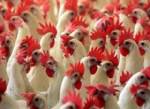 ฟิลิปปินส์ประกาศห้ามนำเข้าเป็ด-ไก่จาก “จีน” หลังพบ “ไข้หวัดนก” ระบาด