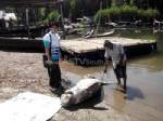 พบพะยูนหนัก 100 กก. ตายเป็นตัวแรกในปี 57 ที่ทะเลตรัง