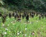 ทหาร-ตำรวจผสานกำลังทำลายไร่ฝิ่นกลางป่าแม่ตื่นกว่า 10 ไร่