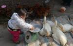 เวียดนามเฝ้าระวังทั่วประเทศ หวั่นหวัดนก H7N9 แพร่ระบาด