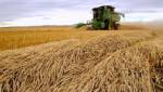 “ข้าวโพดGMO” ของบริษัทสัญชาติอเมริกัน “ DuPont &amp; Dow Chemical” ได้รับไฟเขียวจาก “อียู”