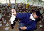 แนะเที่ยวจีนเลี่ยงไปตลาดสด เสี่ยงติดเชื้อหวัดนก
