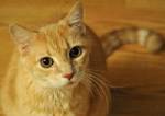 British man jailed over cat attack