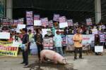 ชาวปักธงชัยโคราชลุกฮือ จูงหมูประท้วง ต้านสร้างโรงฆ่าสัตว์