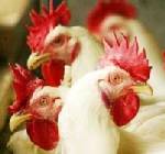 สสจ.หนองคายอ้างคำ บ.ดูแลฟาร์มไก่ ยันไก่ที่ตายติดเชื้อหวัดนก