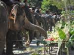 ชาวช้างพร้อมใจเซ่นไหว้ศาลปะกำ สร้างขวัญกำลังใจ พร้อมร่วมเลี้ยงอาหารช้าง เนื่องในวันช้างไทย