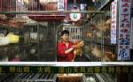 กว่างโจวห้ามค้าสัตว์ปีกเป็นๆ หลังพบไข้หวัดนกในตลาดสดถึง 60 เปอร์เซนต์
