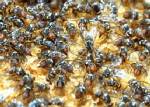เปิดโรงเลี้ยงแมลงวันผลไม้ต้อนรับนักวิชาการเกษตรทั่วโลก