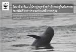 ต่อต้าน! โศกนาฏกรรมโลมาอิรวดีแห่งแม่น้ำโขง