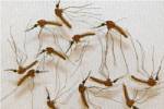 Resistant mosquitoes may fly in to fight dengue in Australia