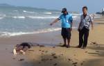 พบศพชาวต่างชาติเสียชีวิตเกยหาดจอมเทียน โดยไม่ทราบสาเหตุ