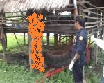 หนุ่มเมาผูกเปลนอนเฝ้านา เผลอหลับดิ้นสายเปลรัดคอดับ