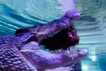 Croc attacks keeper during show at Australia zoo