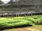 สถานีเพาะชำตรังขาดกล้าไม้หนัก หลัง คสช.รณรงค์ปลูกป่าทั่วประเทศ