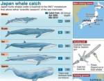 ญี่ปุ่นเผย “ล่าวาฬ “เรียบร้อยดี ไร้วี่แววพวก “เอ็นจีโอ”