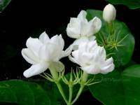 ยอดขาย “ดอกมะลิ” เมืองตรังพุ่งรับวันแม่ ส่วนราชการ-โรงเรียนสั่งซื้อเพียบ