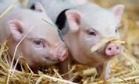 Minipigs in Germany