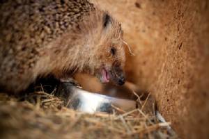Hedgehogs care center in Poland