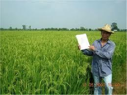 ใช้ปอเทืองเป็นปุ๋ยพืชสดในนาข้าวเพิ่มทางเลือก