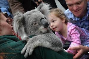 Lucky koala Sir Chompsalot gets kiss of life