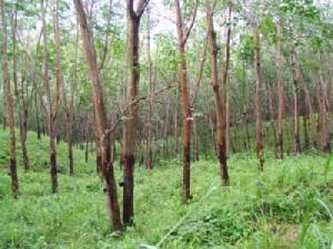 ชาวสวนยางสตูลโอดราคายางร่วงหนัก เตรียมรวมตัวหาก คสช.เพิกเฉย