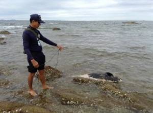 พบซากโลมาตายเกยหาดพัทยา