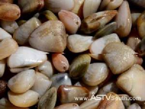 ชาวกระบี่แห่เก็บหอยเสียบบนชายหาดนพรัตน์ธาราคึกคัก ขายกิโลละ 120 บาท (ชมคลิป)