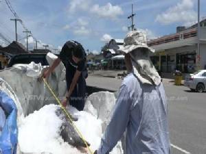 “โลมาหลังโหนก” ลอยตายกลางทะเลตรังตัวที่ 7 ของปีนี้
