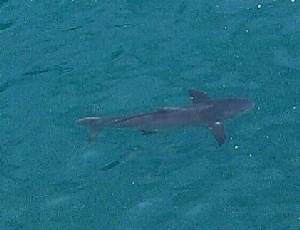 เจอ “ฉลาม” ใต้สะพานท่าเรือบีแอลซีพี มาบตาพุด